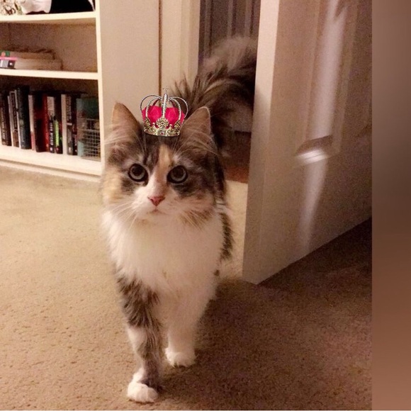 DOLLEDUP IS LIVE 👑 Share Show- Be Kind. Show Grace. Support Each Other 👑 - Picture 13 of 17